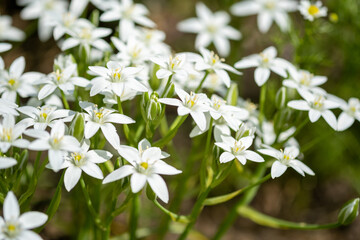 Star of Bethlehem