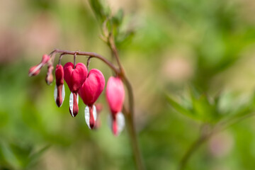 Bleeding heart flowers in the garden