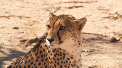 Cheetah in Namibia
