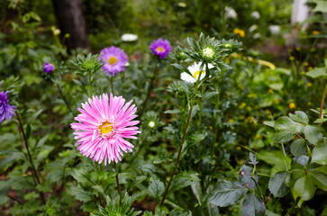 Aster flowers in the garden. A bush of beautiful plant in summer light. Beautiful summer or autumn blooming aster. Family name Asteraceae, Scientific name Aster. Selective focus, blurred background