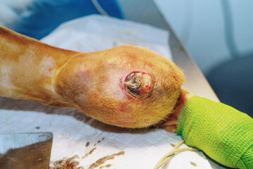 Large neoplasm in dog on the paw.