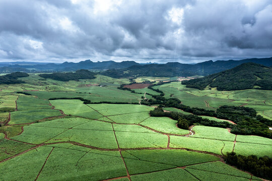 Mauritius, Grand Port District, Helicopter view of African sugar cane fields