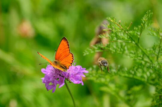 Scarce copper butterfly pollinating on purple flower at Vanoise National Park, France