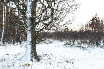 Bare tree in snow covered forest