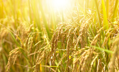yellow rice in the harvest season