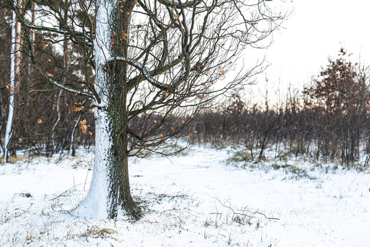 Bare tree in snow covered forest