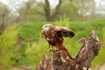 A detailed portrait of Red kite, bird of prey. land with outspread wings on a stump in the rain....