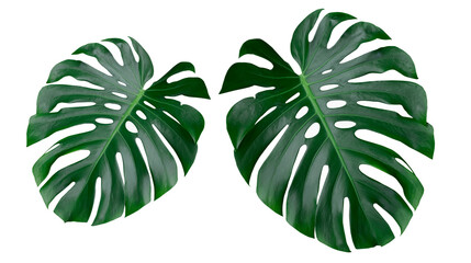 tropical forest monstera leaves isolated with clipping path on white background.