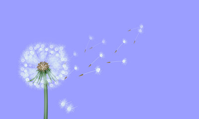 dandelion leaves are flying on a soft and creative color
simple and elegant