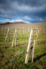 Fototapeta na wymiar Stormy weather at vineyards in Burgenland