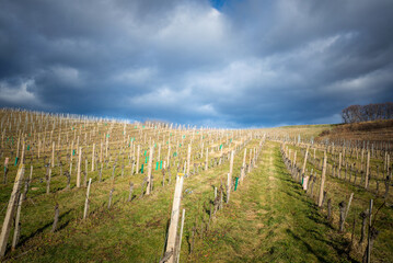 Fototapeta na wymiar Stormy weather at vineyards in Burgenland