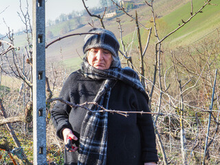 senior lady wine maker pruning grapes in the organic farm with double guyot french method in the...