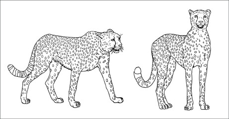 Cheetah illustration. Silhouette of big african cat gepard. Animal predator vector drawing.