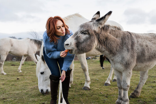 Woman feeding food to donkey in ranch