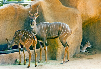 Fototapeta na wymiar a group of impala in continent