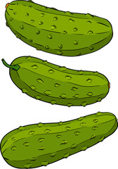 Hand drawn, vector cucumber. Vegetable colored illustration. Detailed cucumbers drawing. Farm market product.