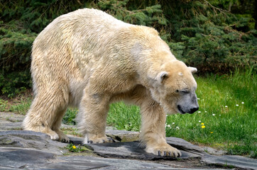 Closeup of polar bear (Ursus maritimus) walking of profile