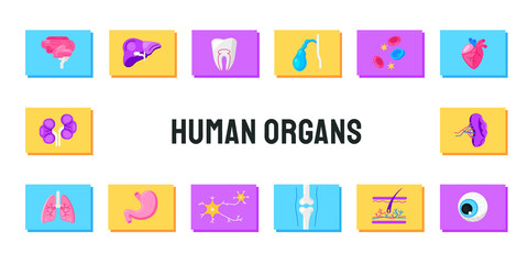 Vector illustration of cartoon human internal organs.