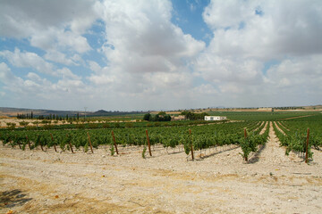 Bodega El Nido, situada en el Valle de la Aragona, muy cerca de la ciudad de Jumilla,