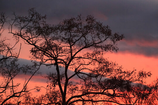 Silhouette bare trees with orange sky in background at sunset
