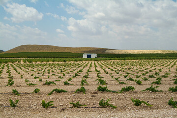 Bodega El Nido, situada en el Valle de la Aragona, muy cerca de la ciudad de Jumilla,