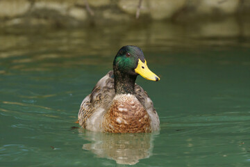 specimen of male duck with green head and yellow beak swimming in a pond