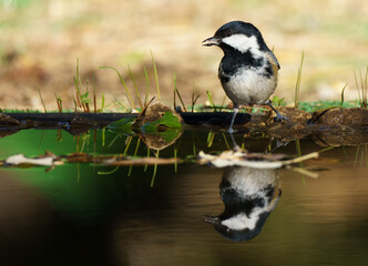 great tit reflected in a trough in the forest