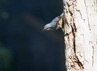 Eurasian nuthatch looking for food on a tree trunk
