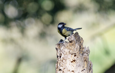Great tit perched on a tree trunk