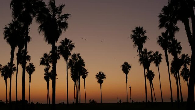 Orange and purple sky, silhouettes of palm trees on beach at sunset, California coast, USA. Beachfront park at sundown in San Diego, Mission beach. People walking and birds flying in evening twilight.