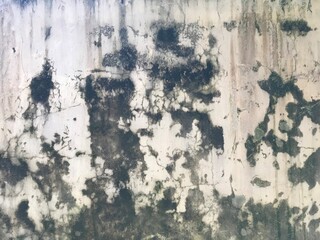 background texture the surface of old concrete slab covered with moss or algae 