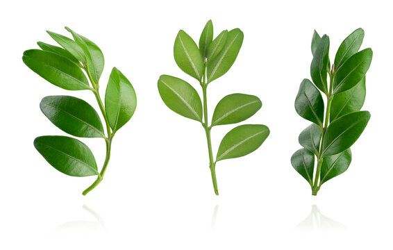 Set of buxus branches isolated on white background with clipping path.