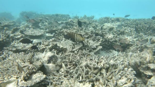 ein Blaupunkt-Zackenbarsch schwimmt in einem Korallenriff