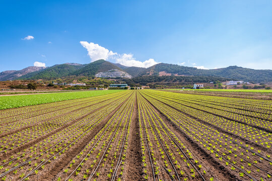 Field of lettuce plantation in Zafarraya, Andalucia, Spain, Europe