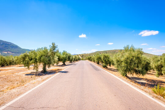 Empty country road between olive trees in Andalucia, Spain, Europe