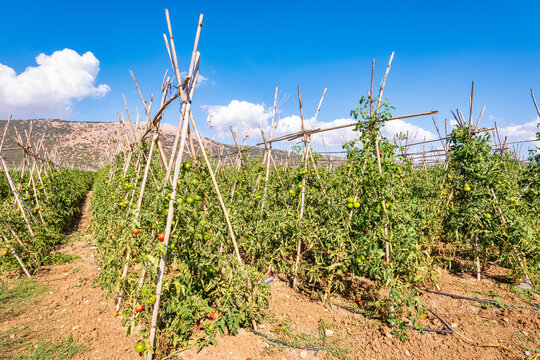 Field of tomato plantation on sunny day in Zafarraya, Andalucia, Spain, Europe