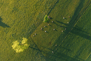 Aerial view of cattle grazing in green pasture