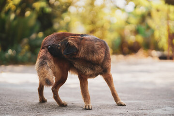 A brown long haired Thai dog is scratching its tail with its mouth due to fleas and ticks.