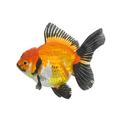 Gold fish Isolation on the white