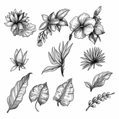 Hand drawn floral decorative set elements