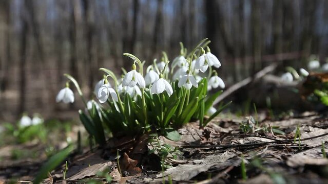A group of small white flowers - wild snowdrops in the forest. Sunny, day, spring. Close-up.