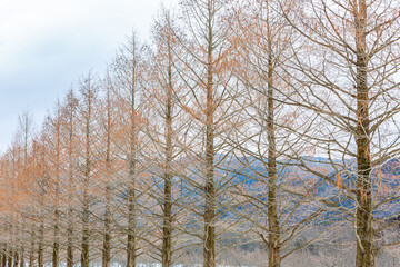 滋賀県マキノ高原にある冬のメタセコイア並木