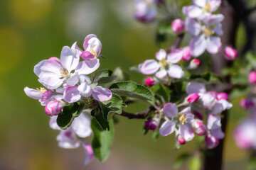 White and pink blossoms of apple tree. Blooming branch on a blurred natural background. Close up view, selective focus. Nature and spring or gardening concept