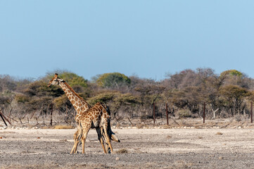 Two Male Angolan Giraffes - Giraffa giraffa angolensis- fighting by hitting each other with their long necks. Etosha National Park, Namibia.