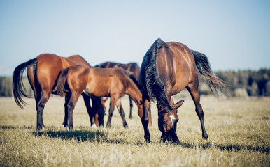 Horses grazing in the field. Rural landscape.