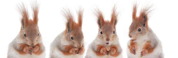 four squirrels eat hazelnuts isolated on white background