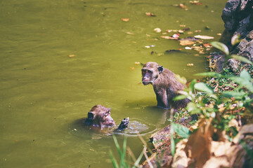 Wildlife. Monkey is swimming in the lake.