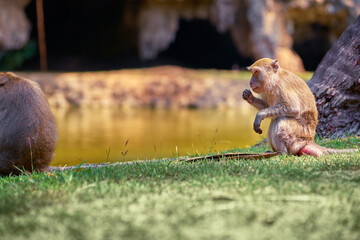 Wildlife. Monkey sitting on grass.