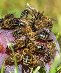 Bees or honeybees in latin Apis Mellifera on plum fruit