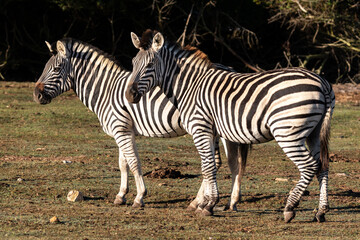 Two friendly zebras